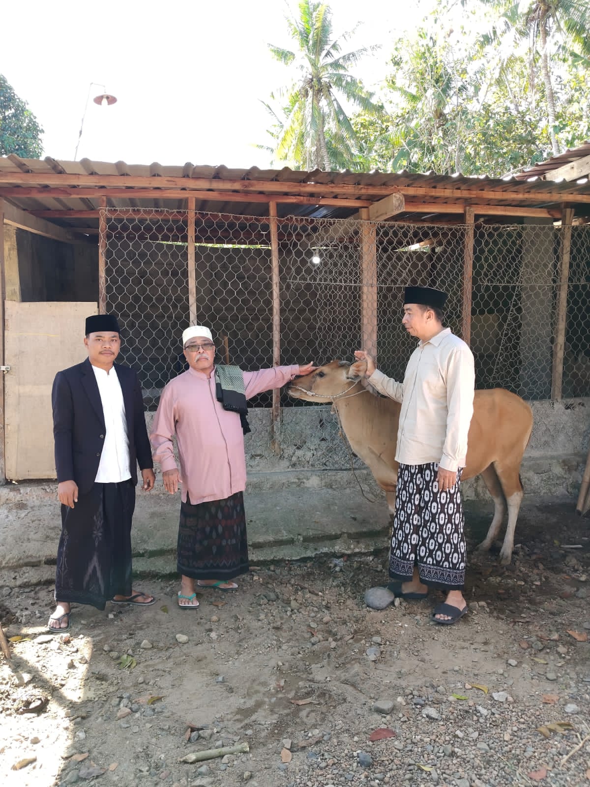 Sapi Qurban dari Miq Tuan Dar Bawa Sukacita Idul Adha bagi Warga Motong Sari Gerung